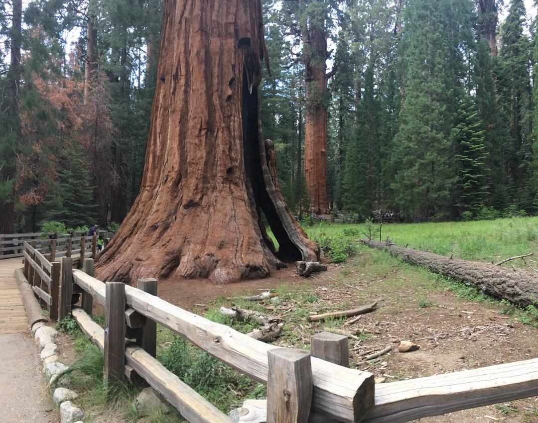 Pretty Big Trees. Sequoia National Parks. Visalia, CA